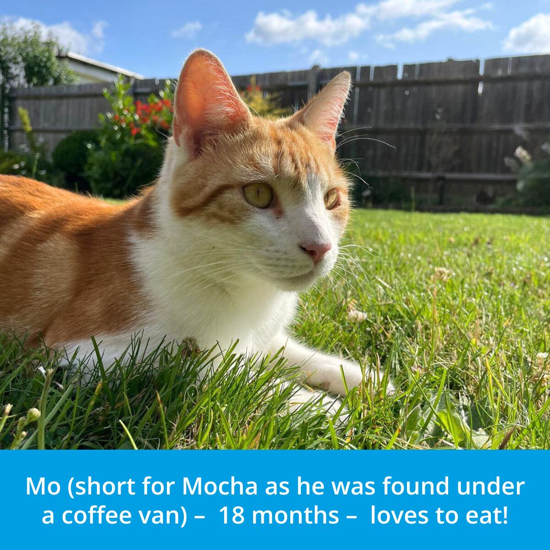 Rescue - Mocha