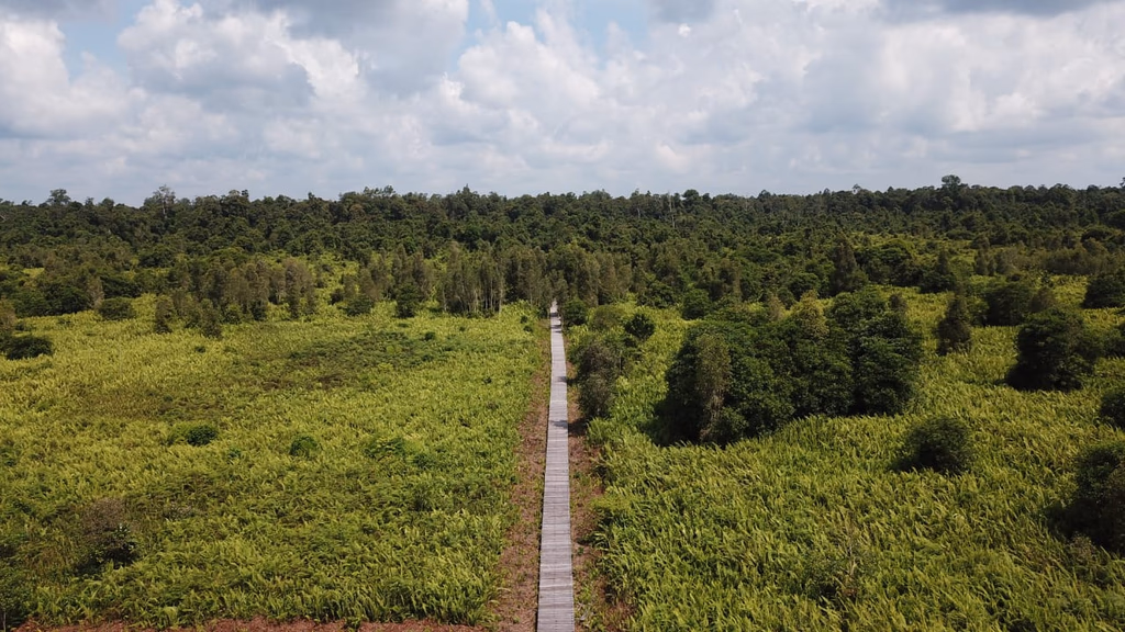 ESG: Peatland restoration and conservation in Indonesia